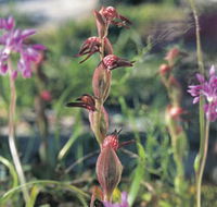 Carnamah-Eneabba Wildflower Drive - SA Accommodation