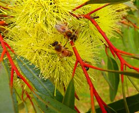 Ungulla Country Garden - SA Accommodation 6