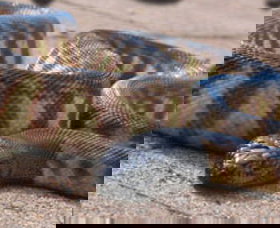 Canberra Reptile Zoo - SA Accommodation 1