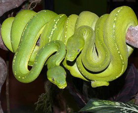 Canberra Reptile Zoo - SA Accommodation 2