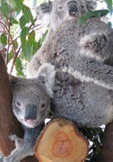 Cohunu Koala Park - SA Accommodation 1