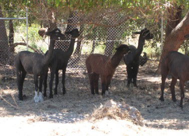 Cohunu Koala Park - SA Accommodation 2