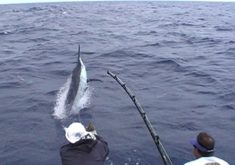 Amokura Charters - SA Accommodation 0