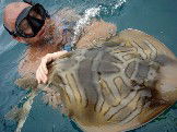 Imagine Cruises - SA Accommodation 1