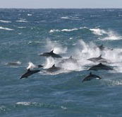Tamboi Queen Cruises - SA Accommodation