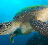 Byron Bay Dive Centre - SA Accommodation
