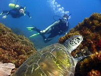 Byron Bay Dive Centre - SA Accommodation 3