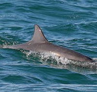 Byron Bay Dolphin Wildlife Tours - SA Accommodation