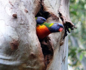 West Pennant Hills NSW SA Accommodation