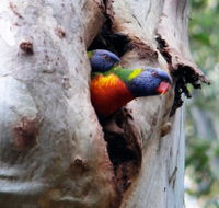 Cumberland State Forest - SA Accommodation