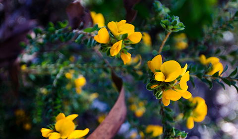 Canoelands Ridge Walking Track - SA Accommodation 2