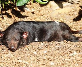 Symbio Wildlife Park - SA Accommodation 0