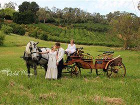 Classic Carriage Drives - SA Accommodation 2