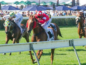 Morphettville Racecourse - SA Accommodation 2