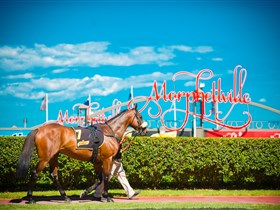 Morphettville Racecourse - SA Accommodation 3