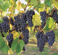 Hills Short Wine and Food Trail - SA Accommodation