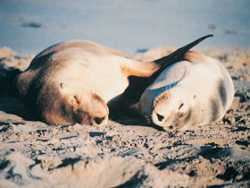 Cape Borda Lightstation - Flinders Chase National Park - SA Accommodation 1