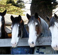 Victor Harbor Horse Drawn Tramway - SA Accommodation