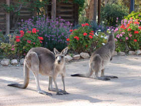 The Pioneer Settlement - SA Accommodation 5