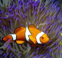 Reef HQ Aquarium - SA Accommodation