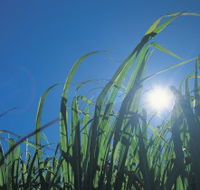 Australian Sugar Industry Museum - SA Accommodation