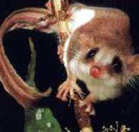 Carrowong Fauna Sanctuary - SA Accommodation