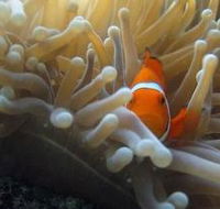 Beaver Reef Dive Site - SA Accommodation