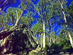 Blackdown Tableland National Park - SA Accommodation 3