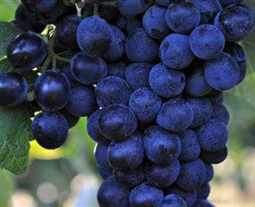 De Bortoli Wines Bilbul - SA Accommodation 0