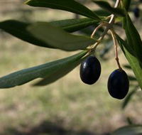 Red Rock Olives - SA Accommodation