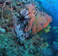 SS Yongala Dive Site - SA Accommodation