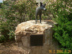 Dingo Statue - SA Accommodation 0