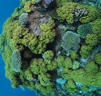 Keeper Reef Dive Site - SA Accommodation