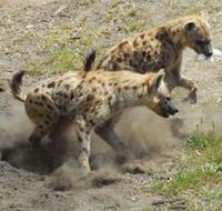 Altina Wildlife Park - SA Accommodation