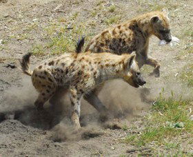 Altina Wildlife Park - SA Accommodation 0
