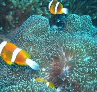Davies Reef Dive Site - SA Accommodation
