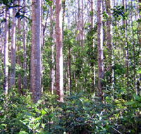 Cathu State Forest - SA Accommodation