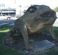 Big Cane Toad - SA Accommodation