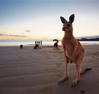Wallabies on the Beach at Cape Hillsborough - SA Accommodation