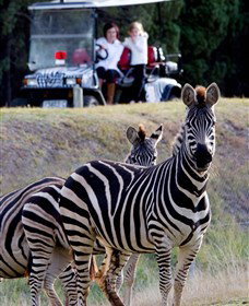 Taronga Western Plains Zoo, Dubbo - SA Accommodation 1
