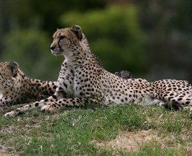 Taronga Western Plains Zoo, Dubbo - SA Accommodation 6