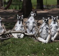 Savannah Visitor Plaza Taronga Western Plains Zoo Dubbo - SA Accommodation