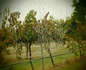Red Earth Estate Vineyard - SA Accommodation 8