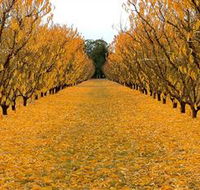 Sun Country on the Murray Farm Gate Trail - SA Accommodation