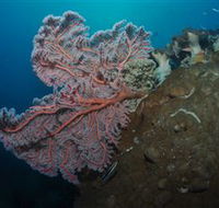 Luncheon Bay Dive Site - SA Accommodation