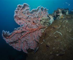 Luncheon Bay Dive Site - SA Accommodation 0