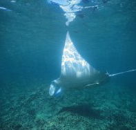 Manta Ray Bay Dive Site - SA Accommodation