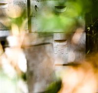 Bees on Keswick Island - SA Accommodation