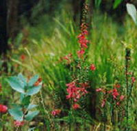 Enfield State Park - SA Accommodation