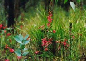 Enfield State Park - SA Accommodation 0